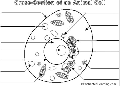 Includes a labelled versions for class discussion, as well as worksheets for pupils to label themselves (colour and black and white). An Interactive Image