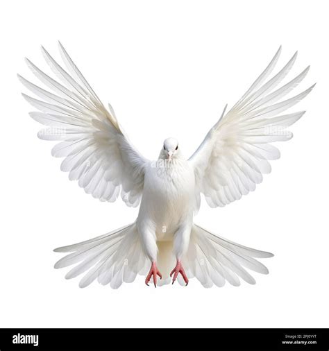 Holy Spirit White Dove With Open Wings In White Background Generative