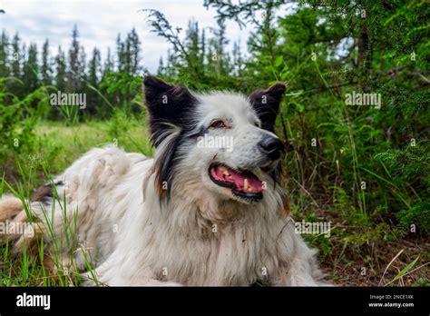 White Dog Laika Lies On The Grass In The Forest With His Mouth Open And
