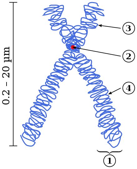 Хромосома — Вікіпедія