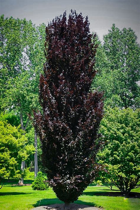 Columnar Purple Beech Trees For Sale Online The Tree Center