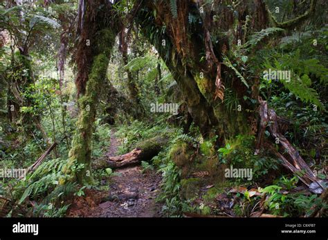 Montane Rainforest Around Mt Hagen In Western Highlands Of Papua New