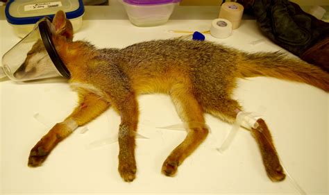 A Common Gray Fox 15 1961 At Crowclinic About To Receive Stitches