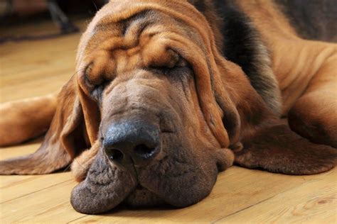 Bloodhound Dog Breed Complete Guide Az Animals