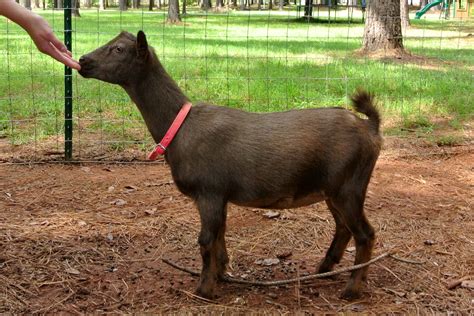 Raising Nigerian Dwarf Goats 2021 Ultimate Guide For Beginners