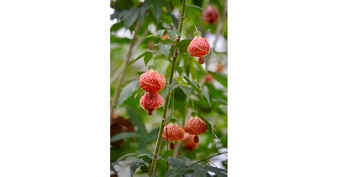 They send out long shoots with flowers on the ends that become small rooted pups. Flowering Maple | Best Indoor Flower Plants For Beginners ...
