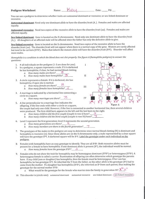 Pedigree chart worksheet with answer key 11 best images of. Genetics Pedigree Worksheet Answer - worksheet