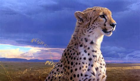 Cheetah Wallpapers Hd Pixelstalknet