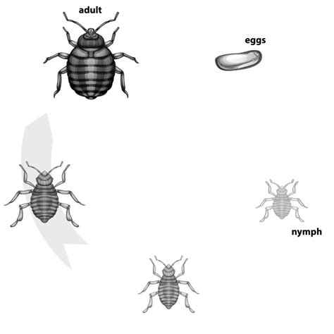 Mr Pestymr Pesty Pest Control Solutions