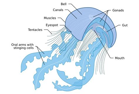 Jellyfish Anatomy Diagram