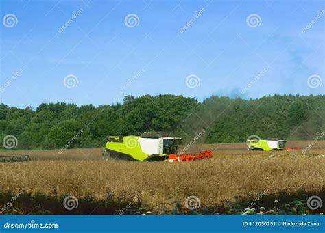 Two Agricultural Machines Operate In The Field Grain Harvesting