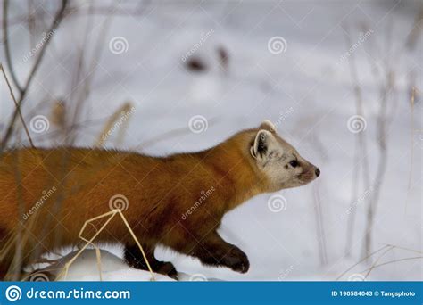 American Pine Marten Martes Americana Pops Out Of Brush Mouth Open