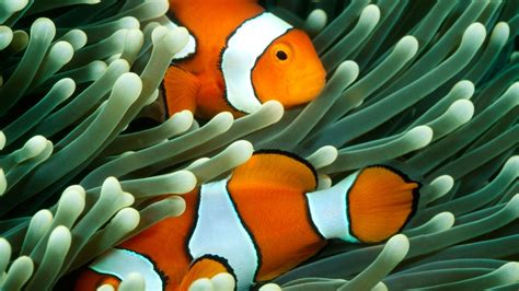 Warming Oceans May Make ‘nemo Harder To Find