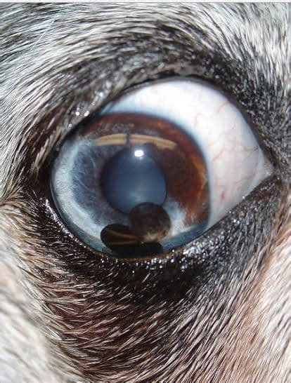 My Dog Has A Dark Area In The Eyes Iris Dog Discoveries