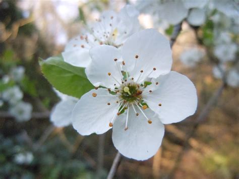 Il rincospermum si può coltivare sia in terra che in vaso. Albero a fiori bianchi , Natura Mediterraneo | Forum Naturalistico