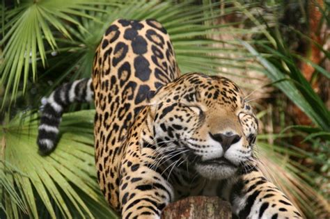  Kumpulan Gambar Jaguar, Salah Satu Spesies Kucing Terbesar