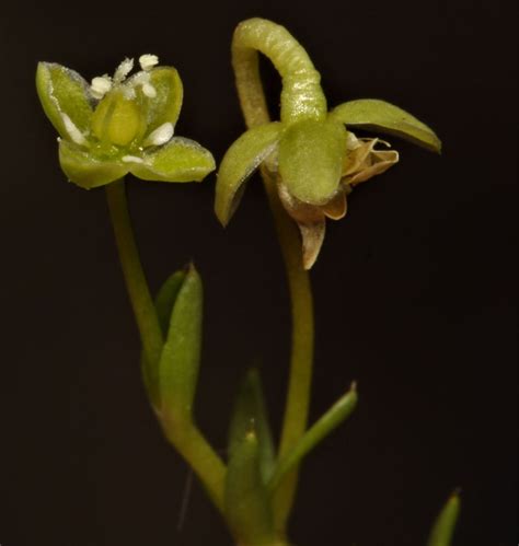 Sagina Procumbens Subsp Procumbens Plants Of The World Online Kew