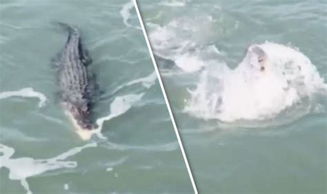 Shark V Crocodile Video Captures Deadly River Monster Battle In