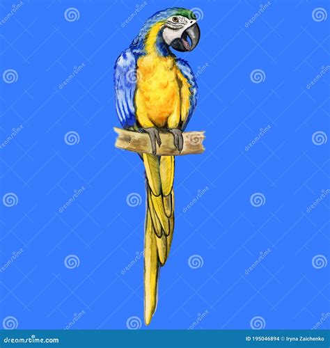 Blue And Yellow Ara Macaw Parrot Or Ara Ararauna Isolated On White