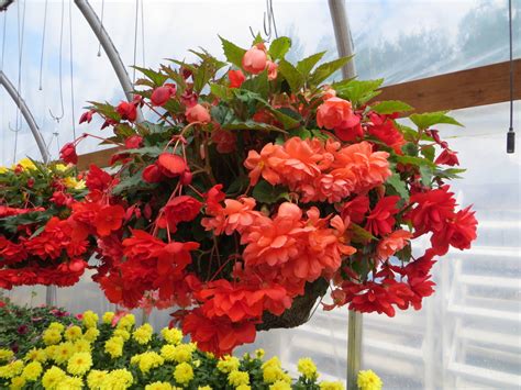 Click here to find the right ikea product for you. 5 Must Have Hanging Basket Annuals