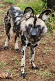Free stock photo of african wild dog, endangered species, safari
