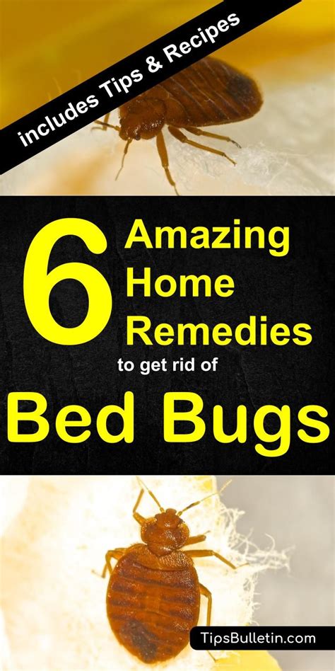 77 Best Of How To Get Rid Of Bed Bugs Under Carpet Insectza