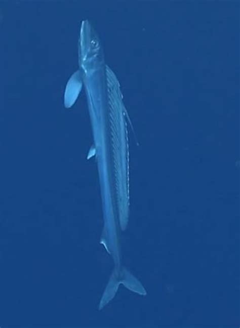 Lancetfish Are Providing A Unique Glimpse Into The Oceans Twilight Zone