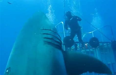 Der Womöglich Größte Weiße Hai Der Je Gefilmt Wurde Klicktipp