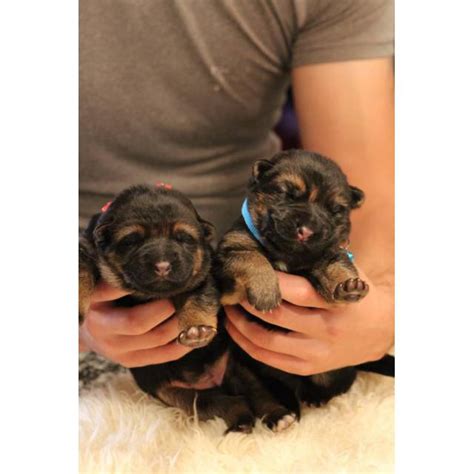 Shipped worldwide with 10 year health guarantee. Purebred german shepherd puppies one male, one female in Tacoma, Washington - Puppies for Sale ...