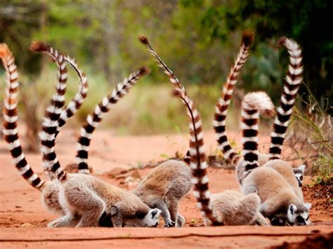 Madagascar Holidays | Madagascar Wildlife & Beaches