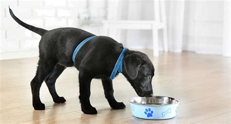 Buy hypoallergenic dog food and get the best deals at the lowest prices on ebay! Hypoallergenic Dog Food - How Does It Work And Which To ...