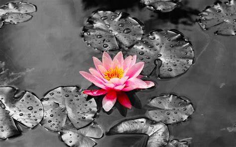 Water Lily Pond Pads Free Photo On Pixabay Pixabay