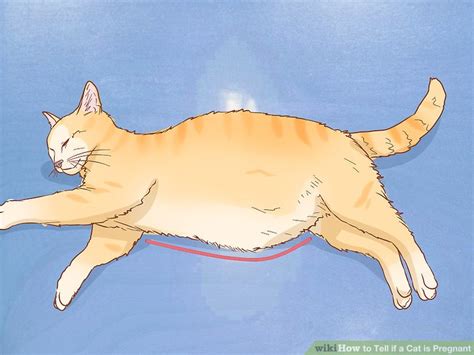 How To Tell If A Cat Is Pregnant 12 Steps With Pictures