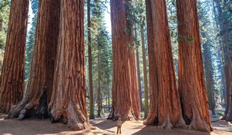 Redwood Tree Facts Benefits How To Grow And Care Tips