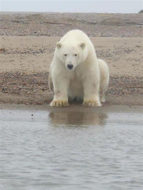 Polar Bear In Kaktovik John Halls Alaska Bear Alaska Alaska