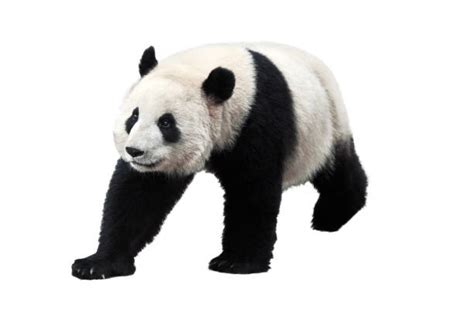 Panda Pic Pictures Stock Photos Pictures And Royalty Free Images Istock