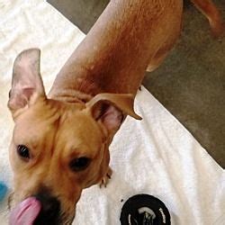 For all things related to the town of kalamazoo, mi, kalamazoo college, western michigan university, and kvcc! Kalamazoo, Michigan - Boxer. Meet Goober, a for adoption ...