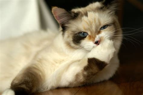Funny Snowshoe Ragdoll Mix Kitten Stock Photo Image Of Stunning