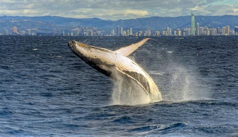 Download Breaching Animal Whale Hd Wallpaper