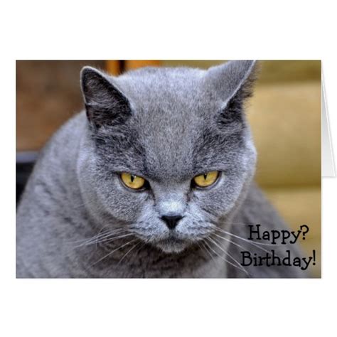 Funny Birthday Card With Angry Or Grumpy Cat Zazzle