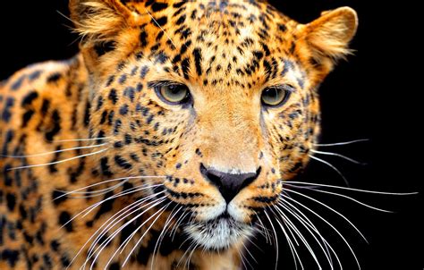 Wallpaper Mustache Face Predator Jaguar Black Background Bokeh For