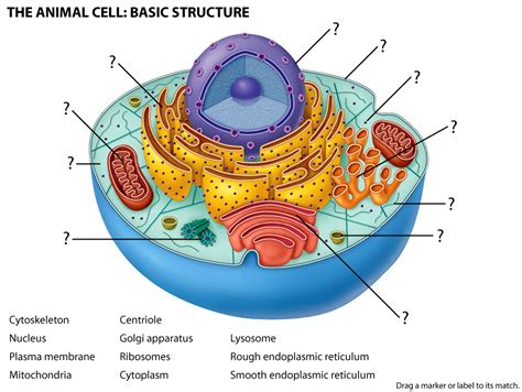 30 Label Parts Of Animal Cell - Labels For Your Ideas