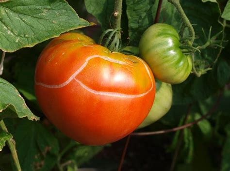 Why Your Tomatoes May Be Cracking And Splitting On The Vine Whyy