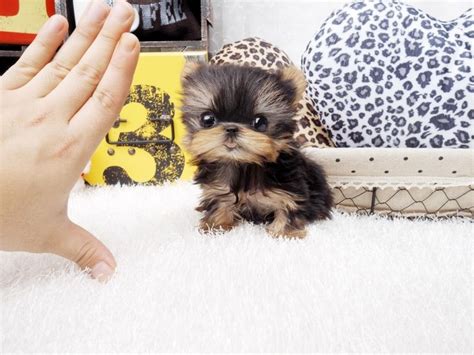Teacup and tiny yorkshire terriers are bred because we love them and to meet the demand for smaller dogs more suited to our increasingly urban lifestyles. 17 Best images about Teacup Yorkie For Sale! on Pinterest | Yorkie puppies for sale, Teacup ...