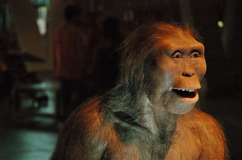 Barcelona Photoblog Australopithecus Afarensis Lucy At Cosmocaixa