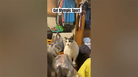 Cat Olympic Sport When Groceries Arrive Funny Cat Videos😹 Cats