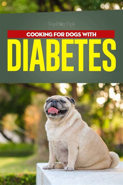 Dog Diabetes Diet Vets Guide On What To Feed A Diabetic Dog