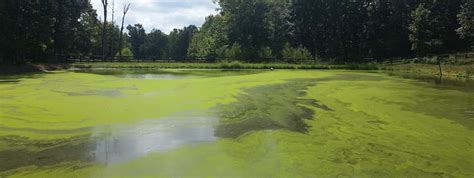 Algae Bloom Harmful Toxic Pond Lake Management