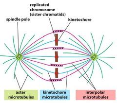 Check spelling or type a new query. Chapter 18 Cell Cycle-M Phase flashcards | Quizlet