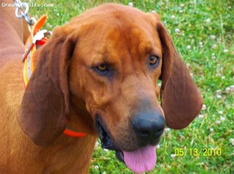 A Photo Of A 2 Years Old Old Red Brown Redbone Coonhound Here Is A